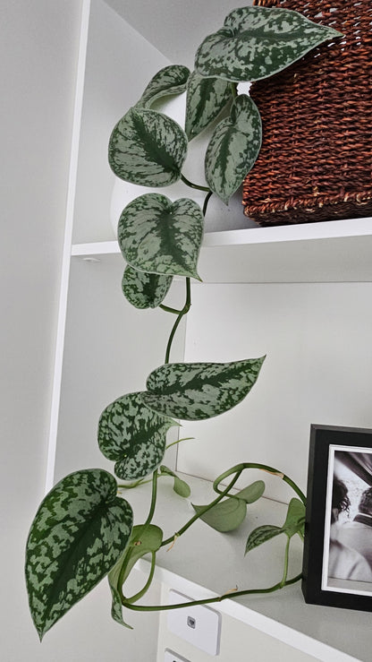 SCINDPSUS SATIN POTHOS | Indoor Plant | Long Trails