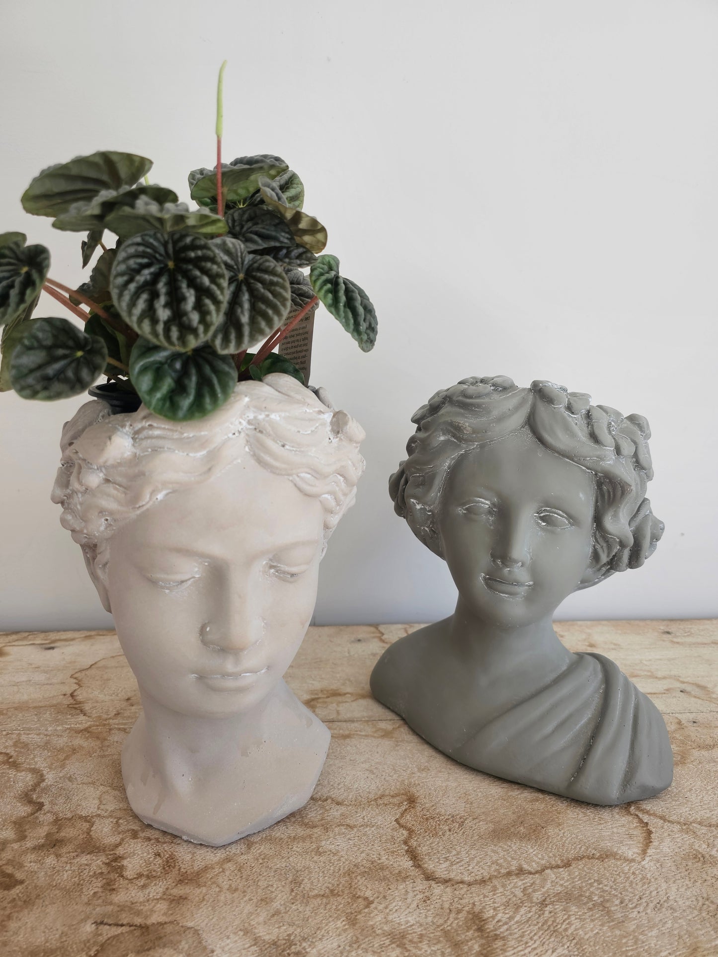 Angel | Cement head Planter