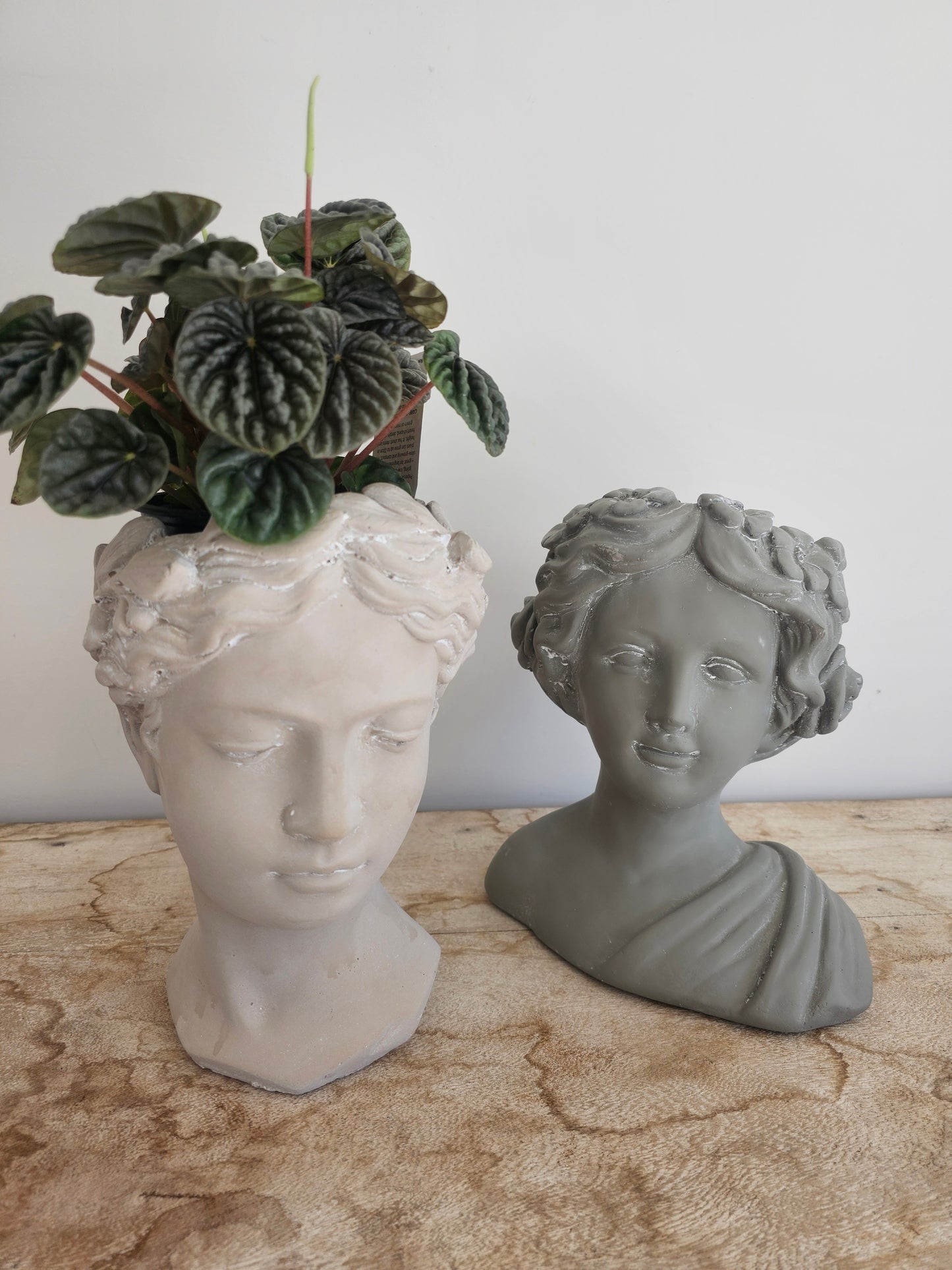 Angel | Cement head Planter