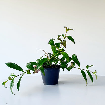 Aeschynanthus radicans (lipstick plant)  | Indoor House Plant