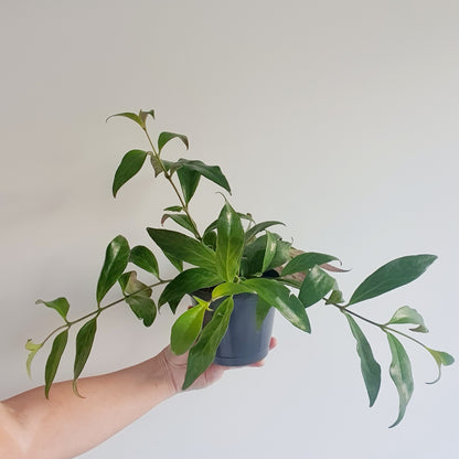 Aeschynanthus radicans (lipstick plant)  | Indoor House Plant