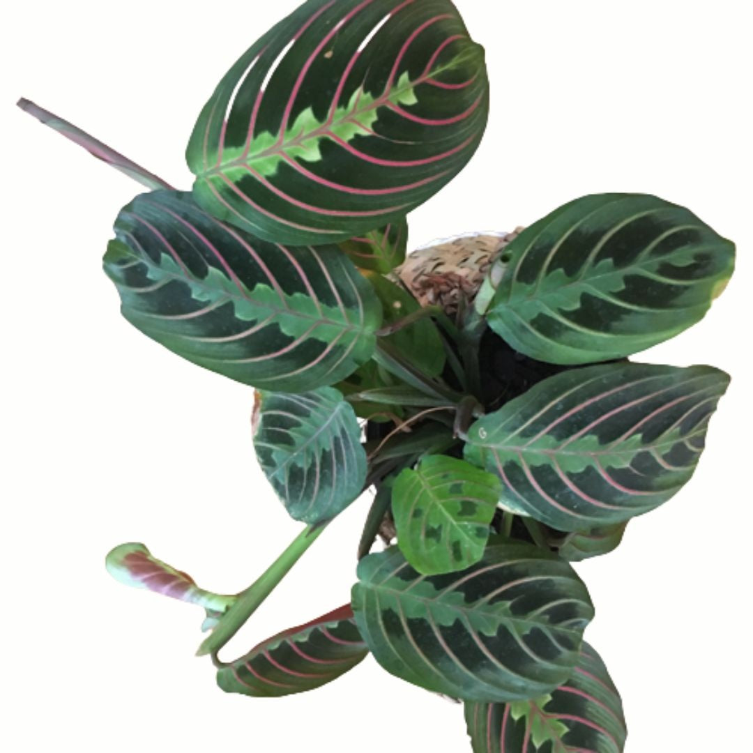 MARANTA LEUCONEURA LEMON LIME - Indoor House Plant