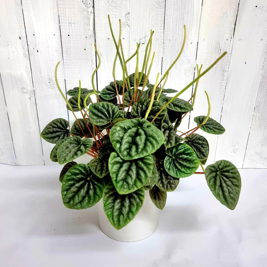 Peperomia Caperata | Indoor Plant – The Foxes Den