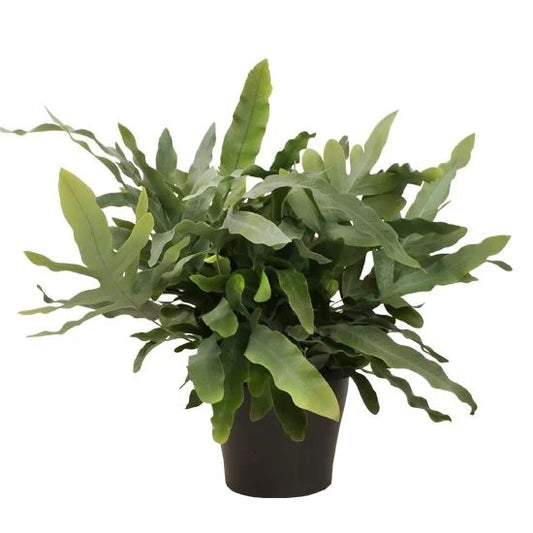 Phlebodium Aureum - Blue Star - Indoor House Plant