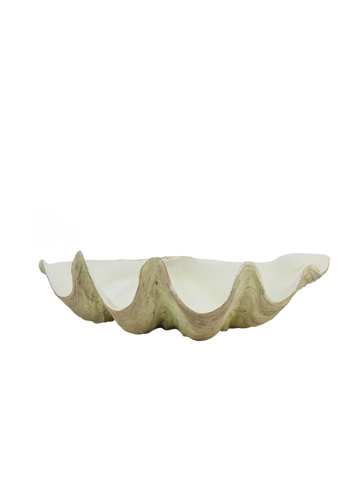 Resin Clam Shell | White