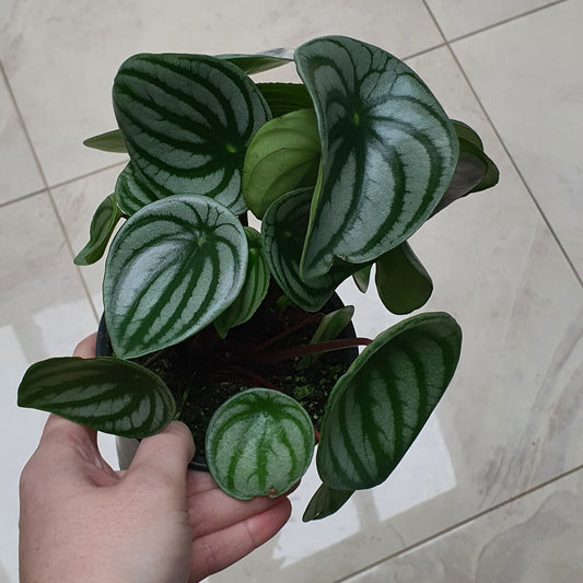 Peperomia Watermelon | Indoor Plant