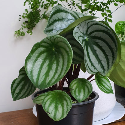 Peperomia Watermelon | Indoor Plant