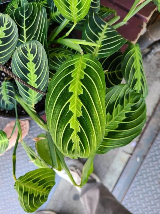 MARANTA LEUCONEURA LEMON LIME - Indoor House Plant