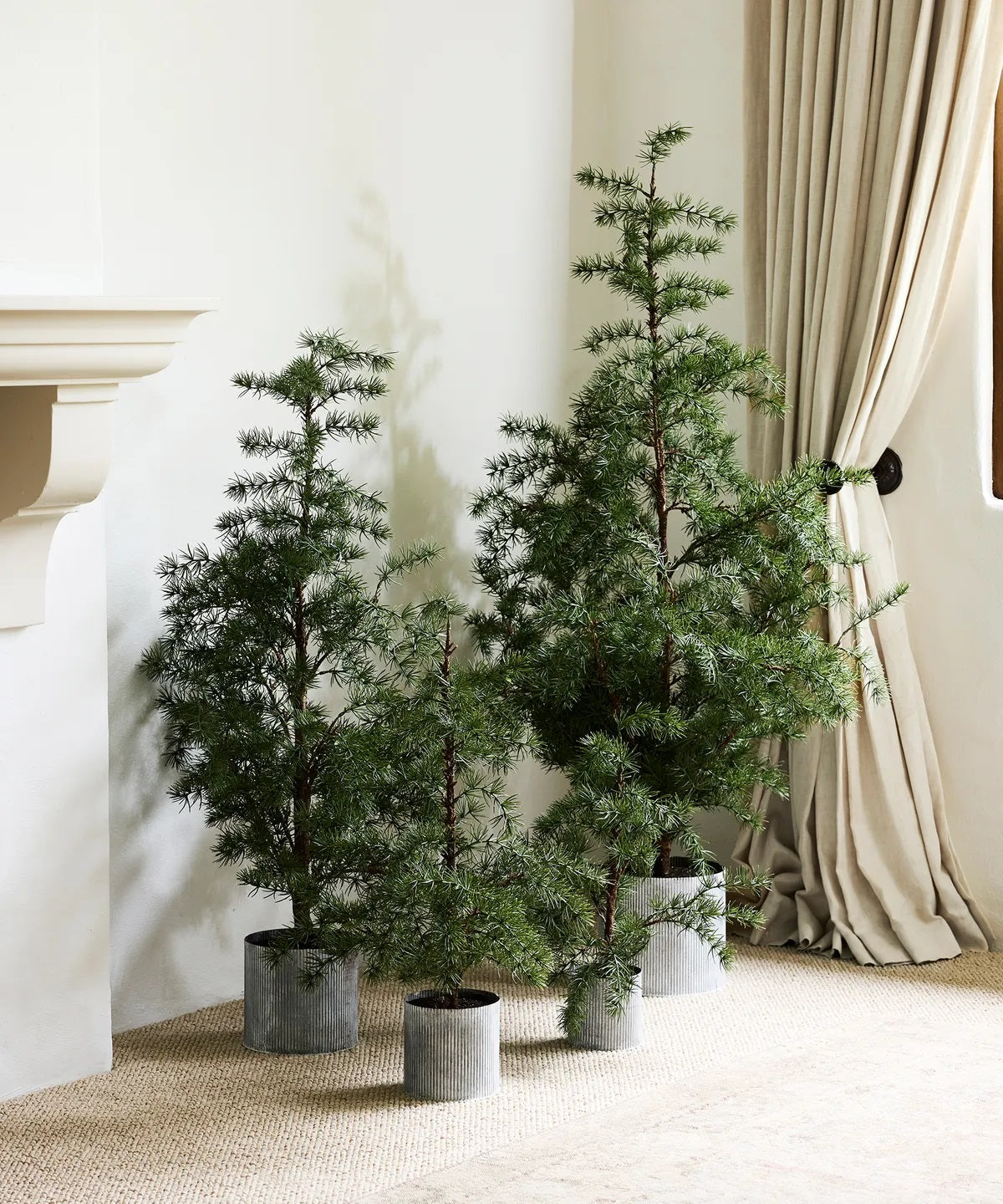 Potted Fir Tree