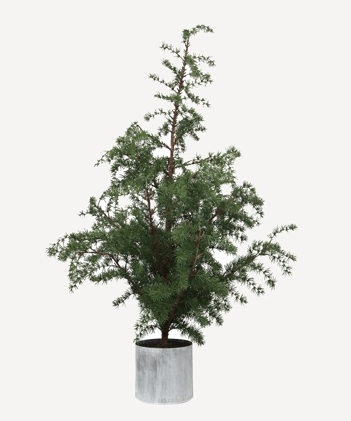 Potted Fir Tree