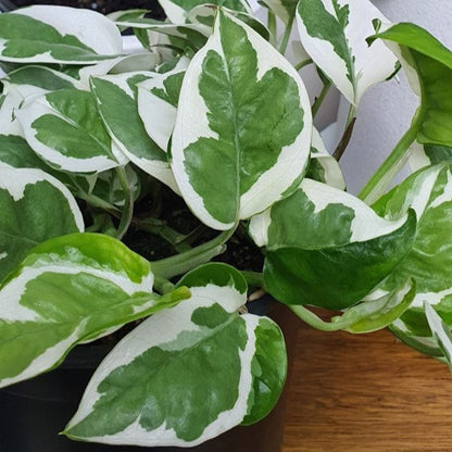 Epipremnum Aureum N' Joy | Indoor Plant