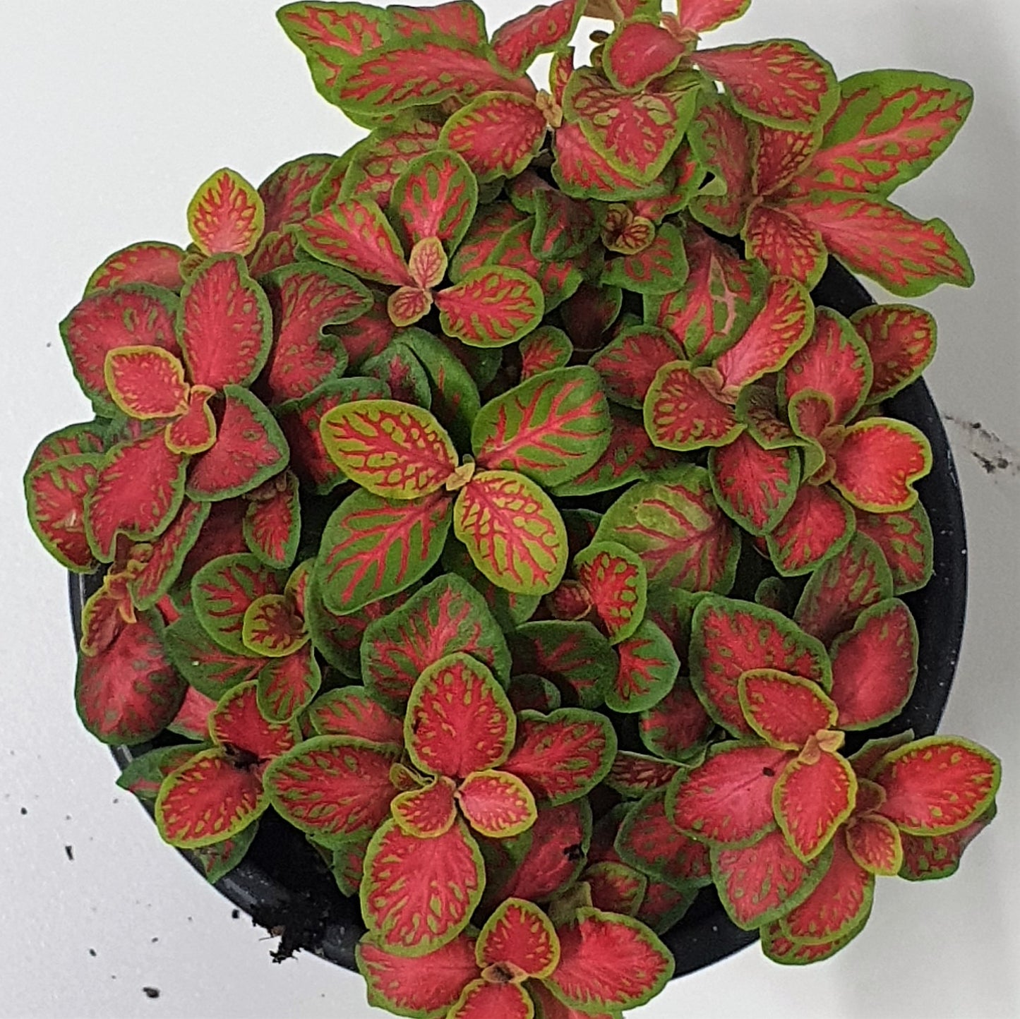 Fittonia Skeleton | Red & Green | Indoor Plant