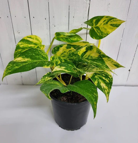 Golden Pothos | Indoor Plant