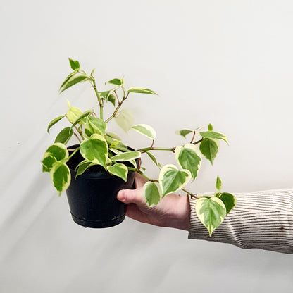 Peperomia scandens 'Variegata' | Indoor Plant