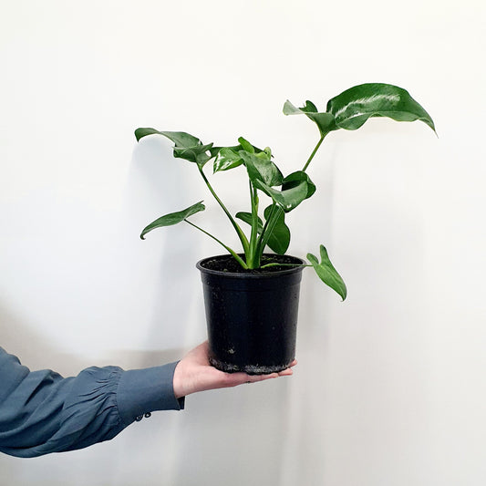 Philodendron Goeldii (Finger Leaf) | Indoor Plant