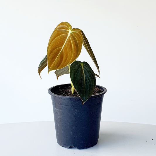 Philodendron Melanochrysum | Indoor House Plant