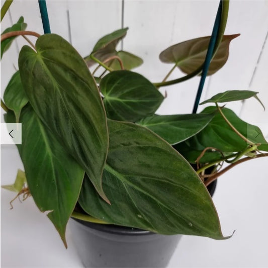 Philodendron Micans | Indoor Plant