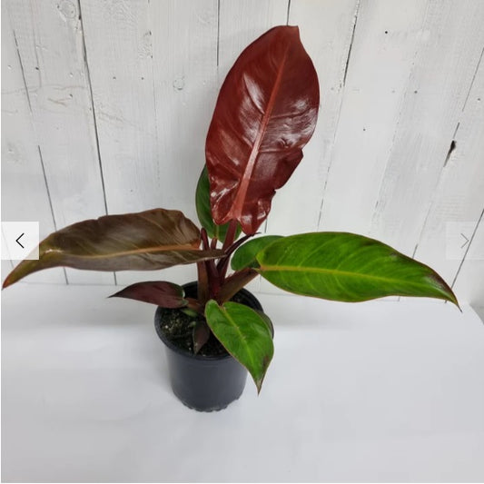 Philodendron Sun Red | Indoor Plant