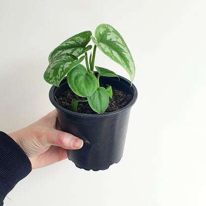 SCINDPSUS SATIN POTHOS | Indoor Plant | Long Trails